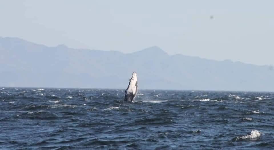 Avistamiento de ballenas jorobadas en San Juan del Sur | Temporada de avistamiento