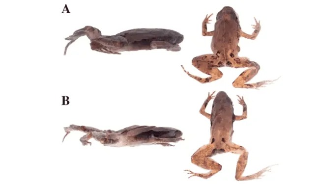 Descubre las siete nuevas especies de ranas en Ecuador, incluida la 'Phyllonastes Dicaprioi'