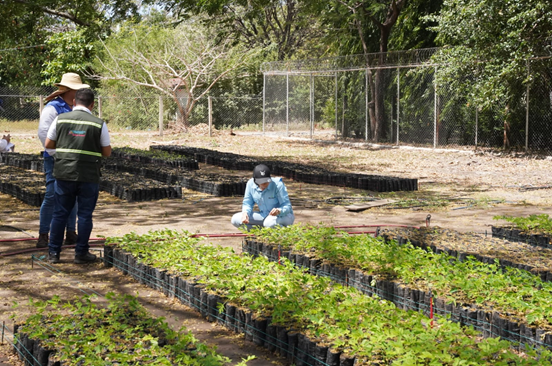 Vivero con capacidad de producir 70,000 plantas