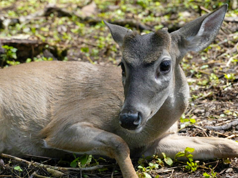 Venado cola blanca