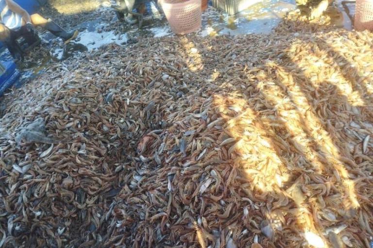 INPESCA monitorea el Camarón Costero en el Pacífico de Nicaragua