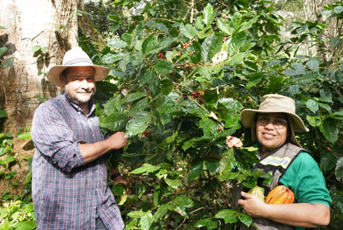 Finca Líbico: Producción agroforestal y energía limpia en Matagalpa