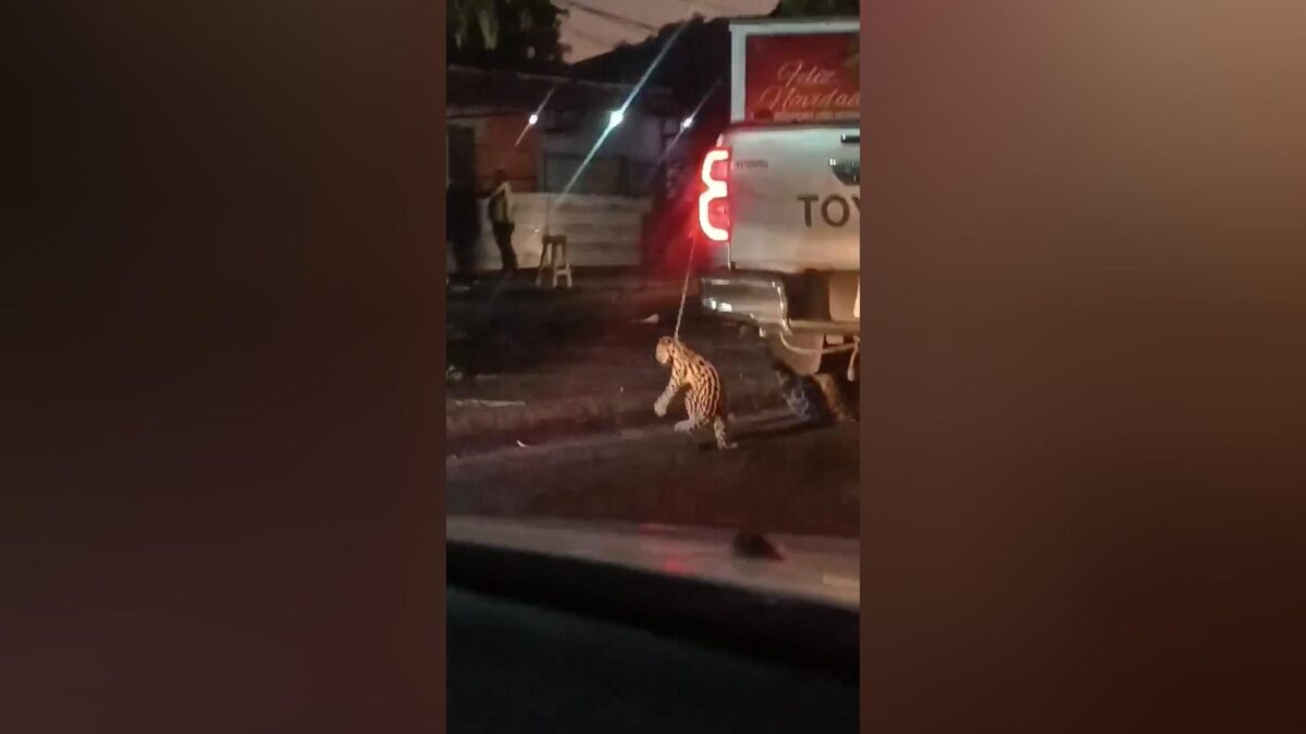 Tigrillo Rescatado Genera Controversia tras Video Viral en Semáforos Capitalinos