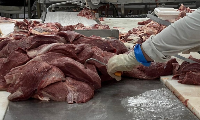 Ganaderos nacionales producen más de 100 millones de libras de carne de res en tres meses