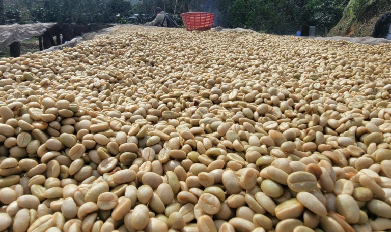 Acopio de Café Arábigo y Robusta alcanza los 3.9 millones de quintales en ciclo 2024/2025