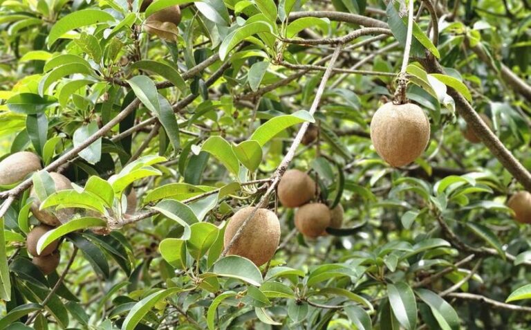 INTA presenta nueva variedad de níspero a productores de Masatepe