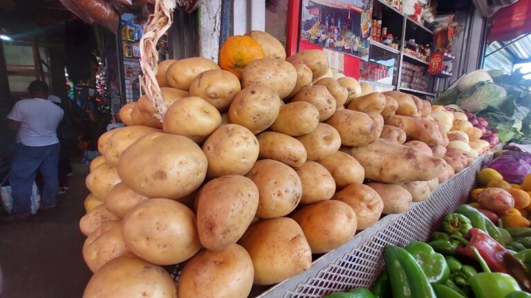 Nicaragua cosechará más de 330 mil quintales de papas en abril 2025