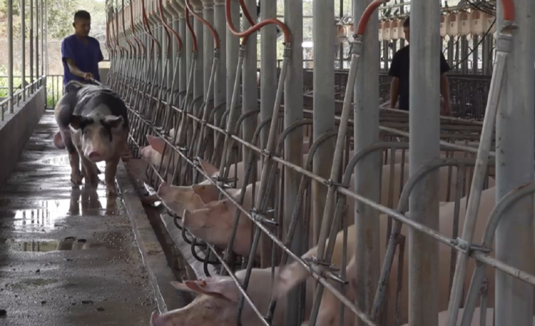 Nicaragua desarrolla tecnologías de crianza de cerdos para garantizar accesibilidad a la carne