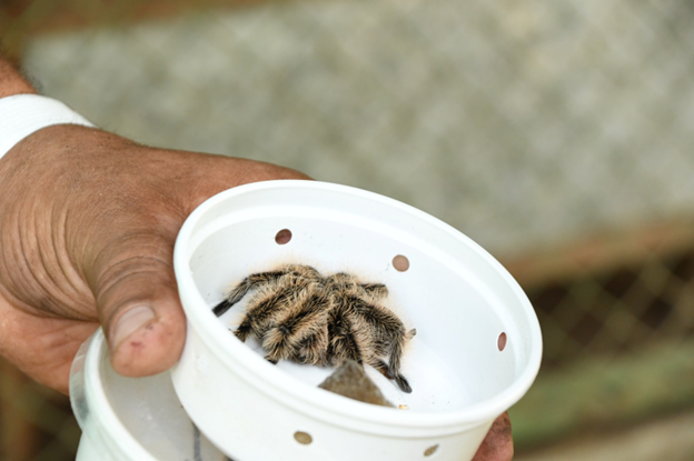 Araña negra