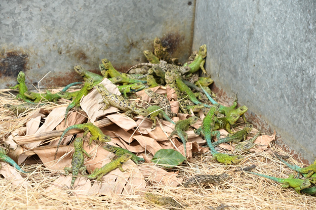Pichete Verde