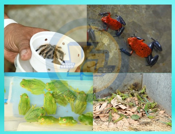 Nicaragua exporta fauna y pesca por más de 5 millones