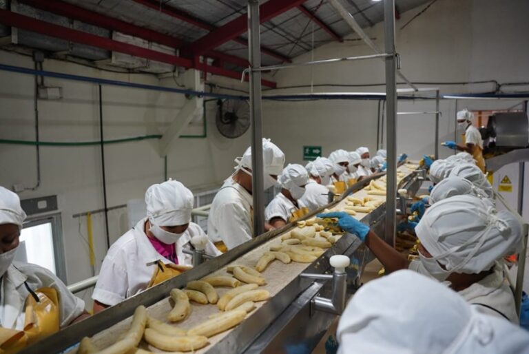 SOSA: Pionera en Frutas Orgánicas y Sostenibilidad