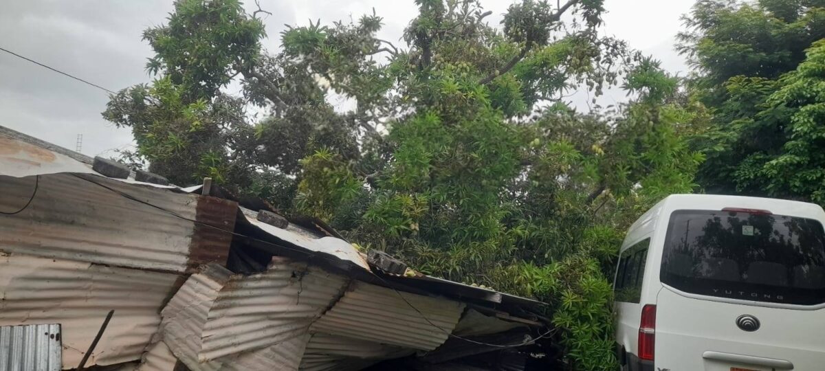 Accidente en Granada: árbol cae sobre vivienda y microbús