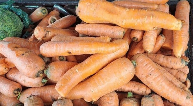 Productores estiman cosechar más de 64 mil quintales de zanahorias en junio