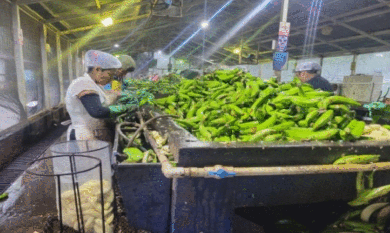 Nicaragua acopia 4,4 millones de kilos de plátanos entre enero y mayo de 2025