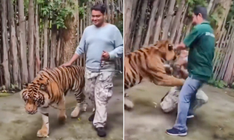 VIDEO: Un tigre ataca a un turista en Tailandia mientras intentaba tomarse un selfi