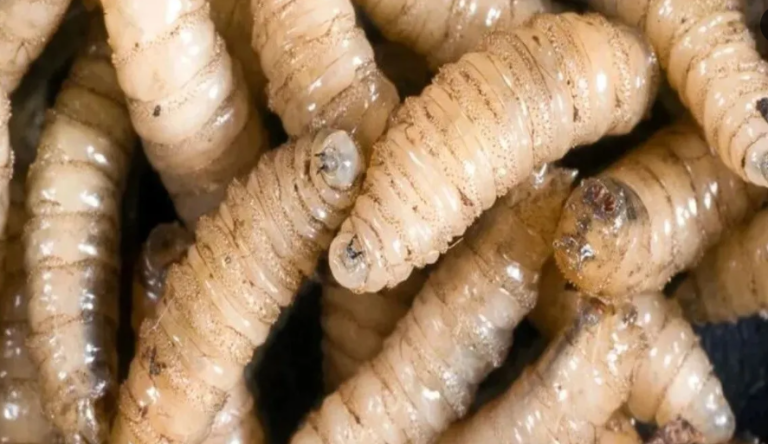 Ministerio de Salud confirma primeros tres casos de miasis por gusano barrenador en humanos en El Salvador