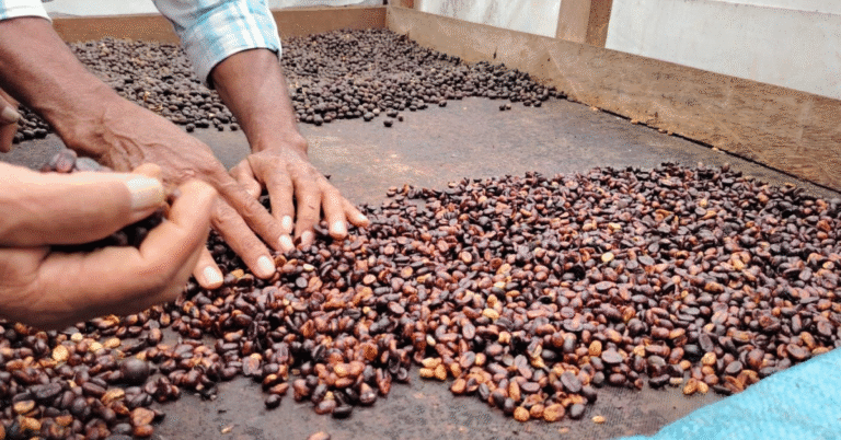 Café nicaragüense: calidad y monitoreo para el éxito