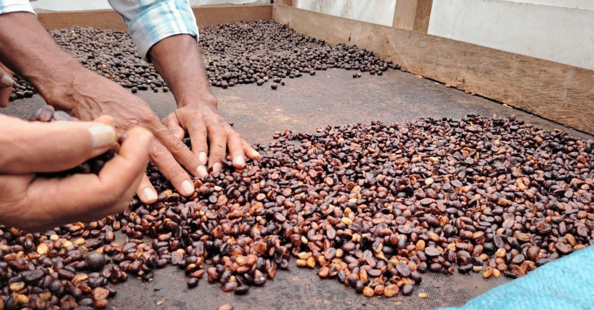 Café nicaragüense: calidad y monitoreo para el éxito
