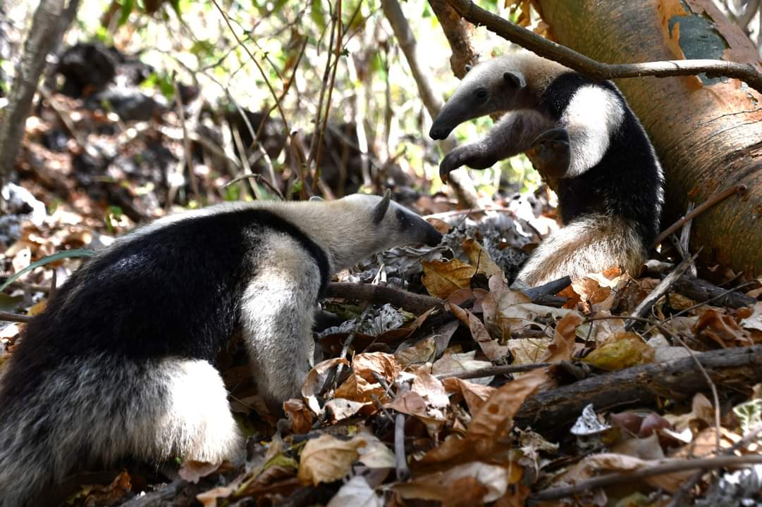 Liberación de fauna silvestre en el Volcán Masaya