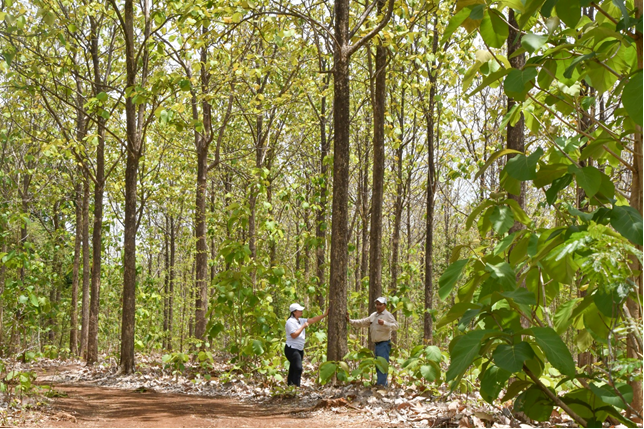 Plantación de teca y procesamiento de la madera