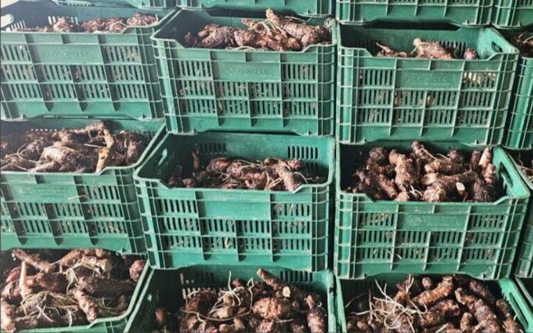Cajas verdes con raíces de jengibre apiladas.