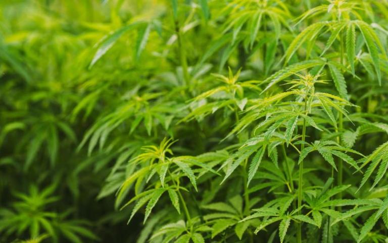 Segoviano podría pasar 7 años preso por cultivar marihuana en plantío de maíz