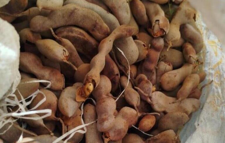 Producción de tamarindo alcanza 4,460 quintales entre enero y abril de 2025