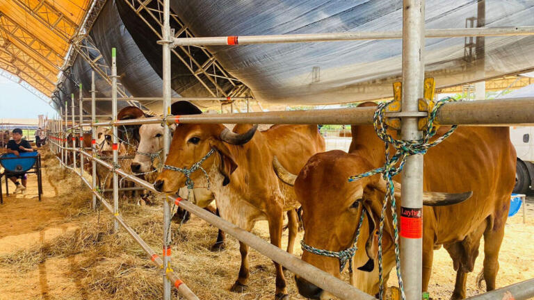 Feria Ganadera Agostina 2025: Epicentro del intercambio comercial, genético y agroempresarial en Nicaragua