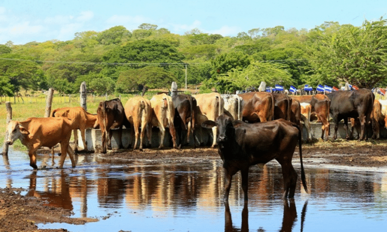 Exportaciones de Ganado Bovino en pie desde Nicaragua