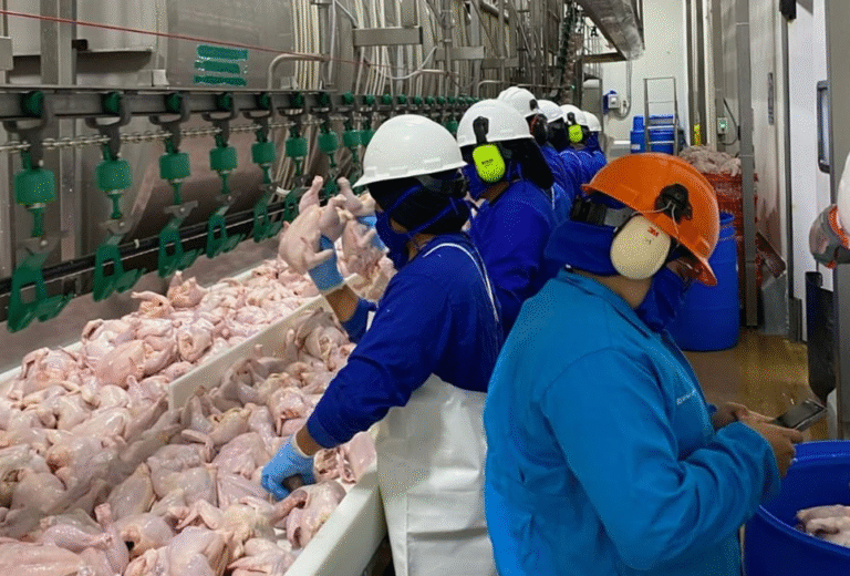 Nicaragua produce 213 millones de libras de pollo en primer semestre de 2025