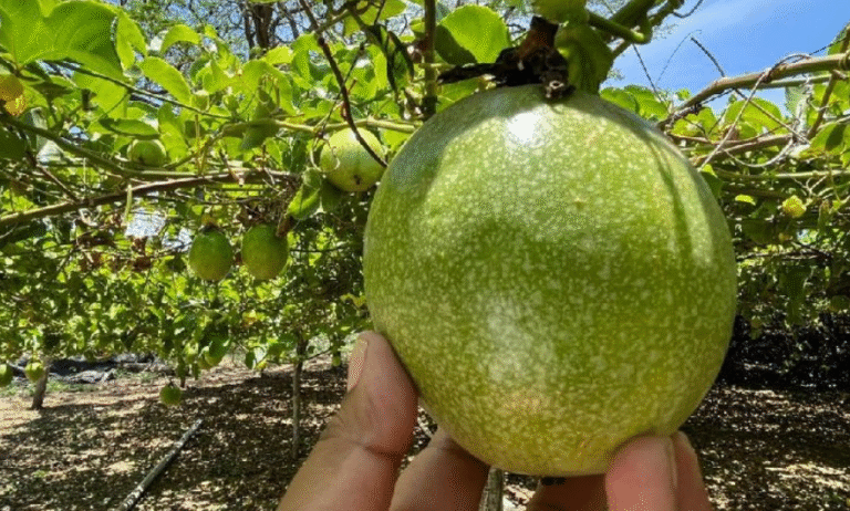 Más de 833 mil kilos de calala acopiados en junio en Carazo y Matagalpa