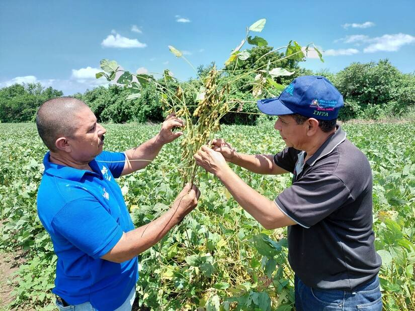 Resultados de producción de INTA Soya en Nicaragua