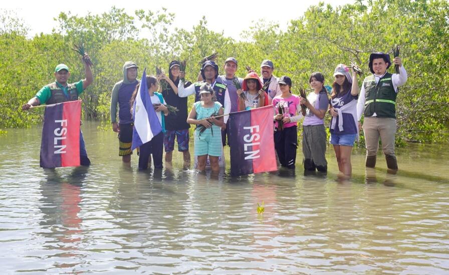Reforestación de manglares en la costa de Nicaragua