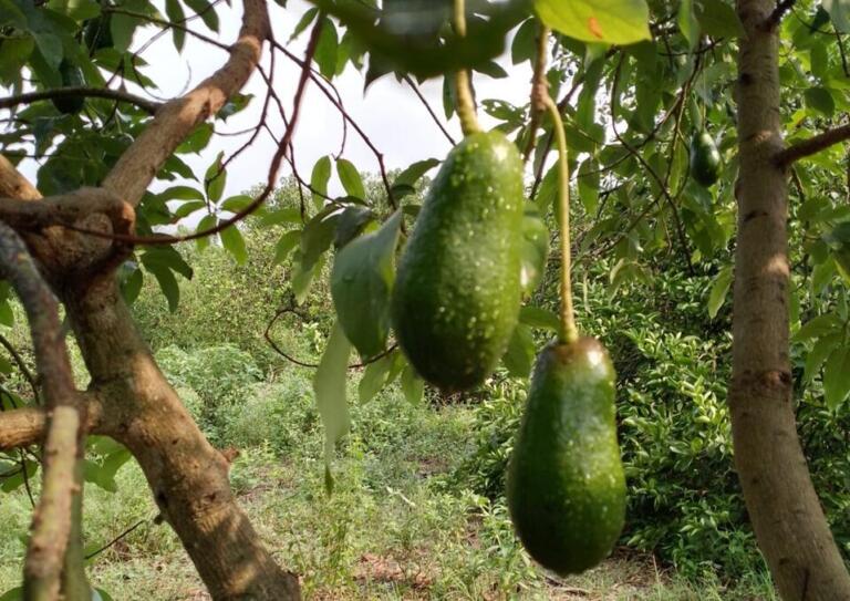 Palo de aguacate