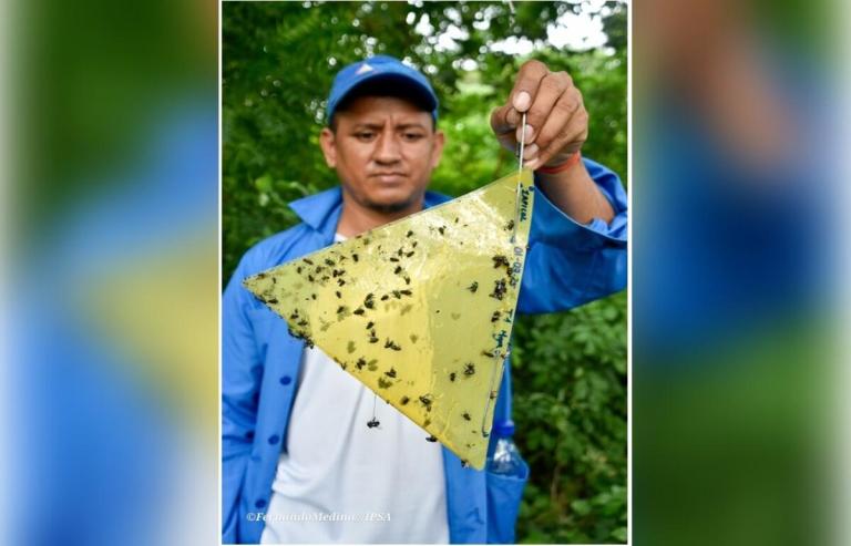 Nicaragua refuerza prevención del Gusano Barrenador del ganado con Jornada Sanitaria