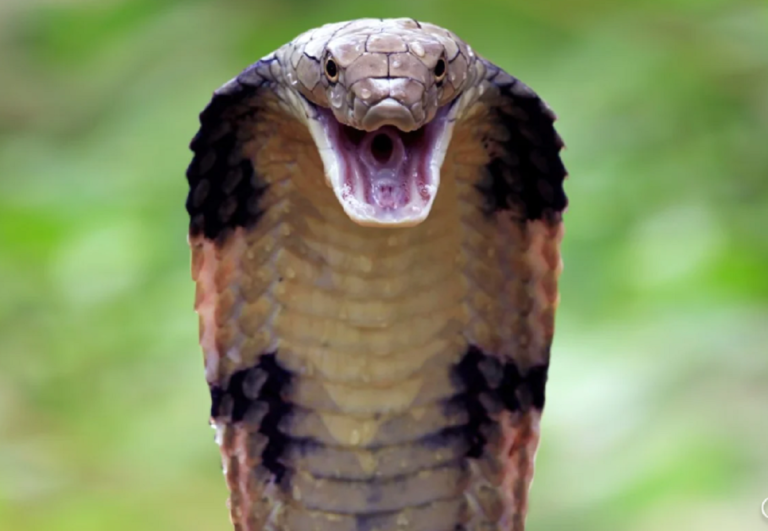 Un niño de 2 años mató a una cobra mordiéndole la cabeza