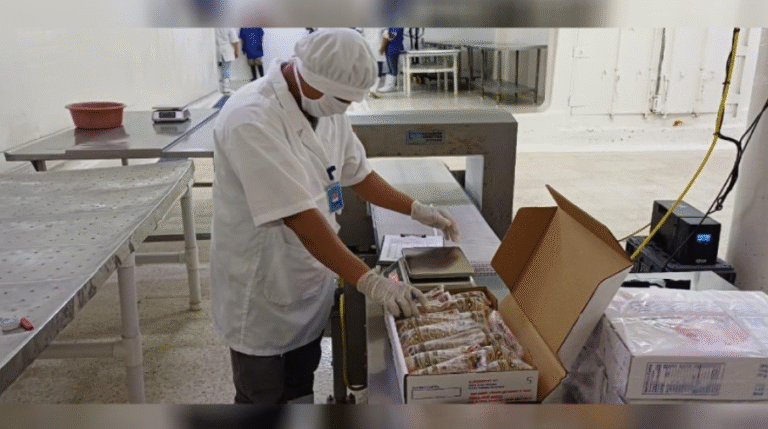 Nicaragua fortalece exportación de langosta con embarque directo a Valencia, España