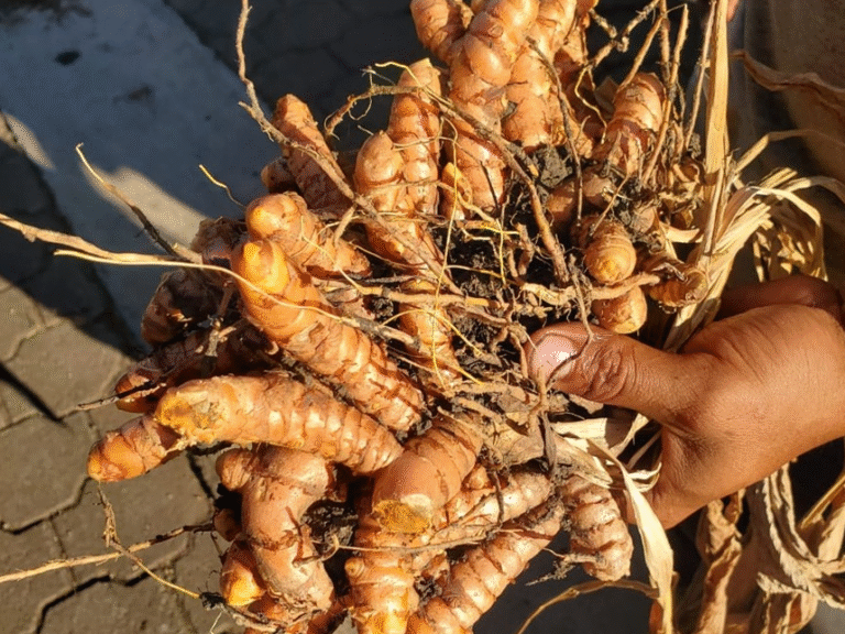 Casi 400 mil libras de cúrcuma fueron acopiados en Nicaragua entre enero y julio