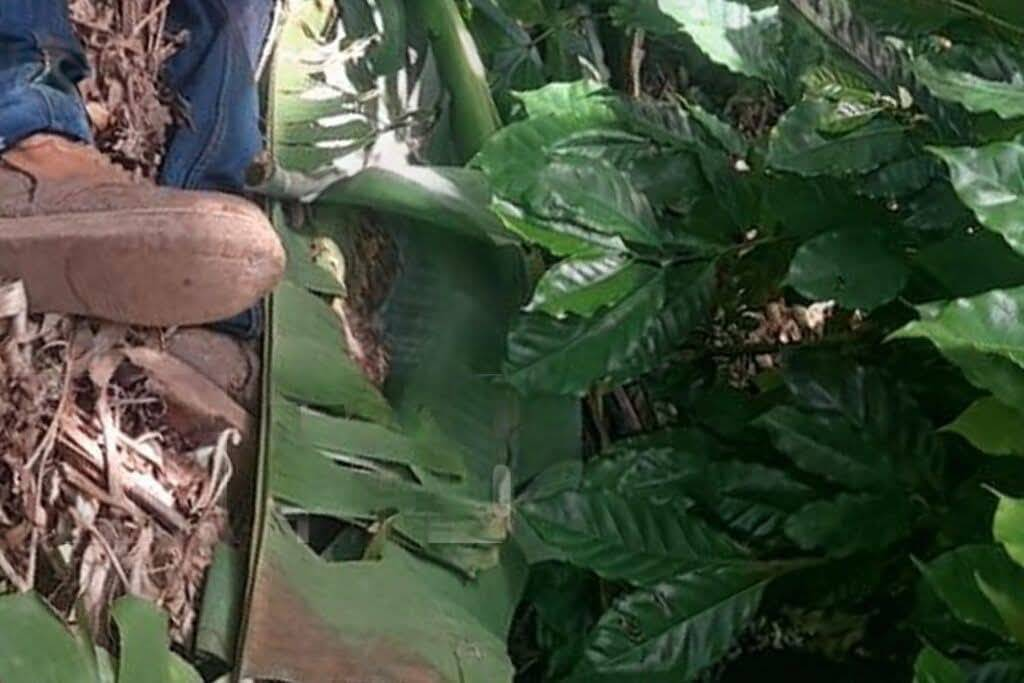 Inicio de juicio por asesinato y robo a un anciano en Jinotega