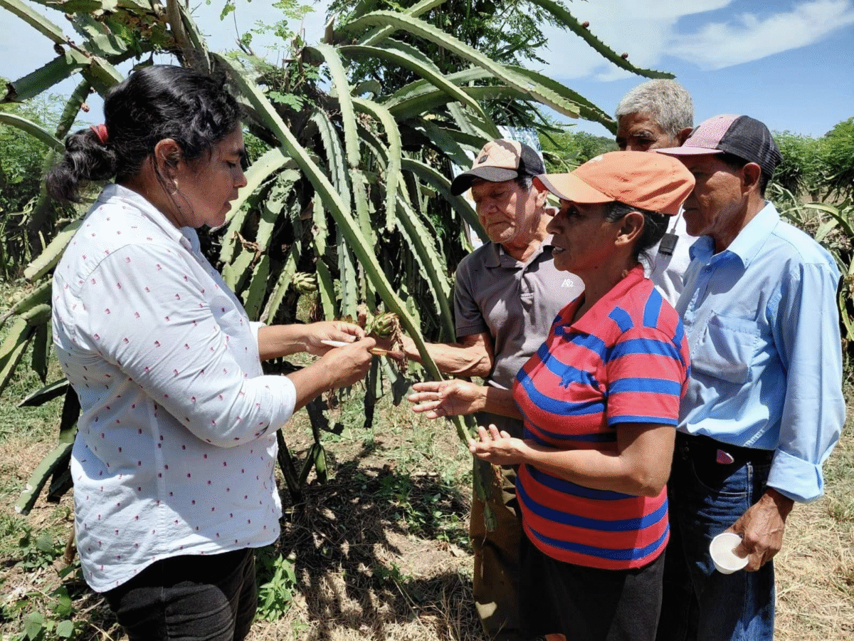 Técnicas de polinización asistida para la pitahaya