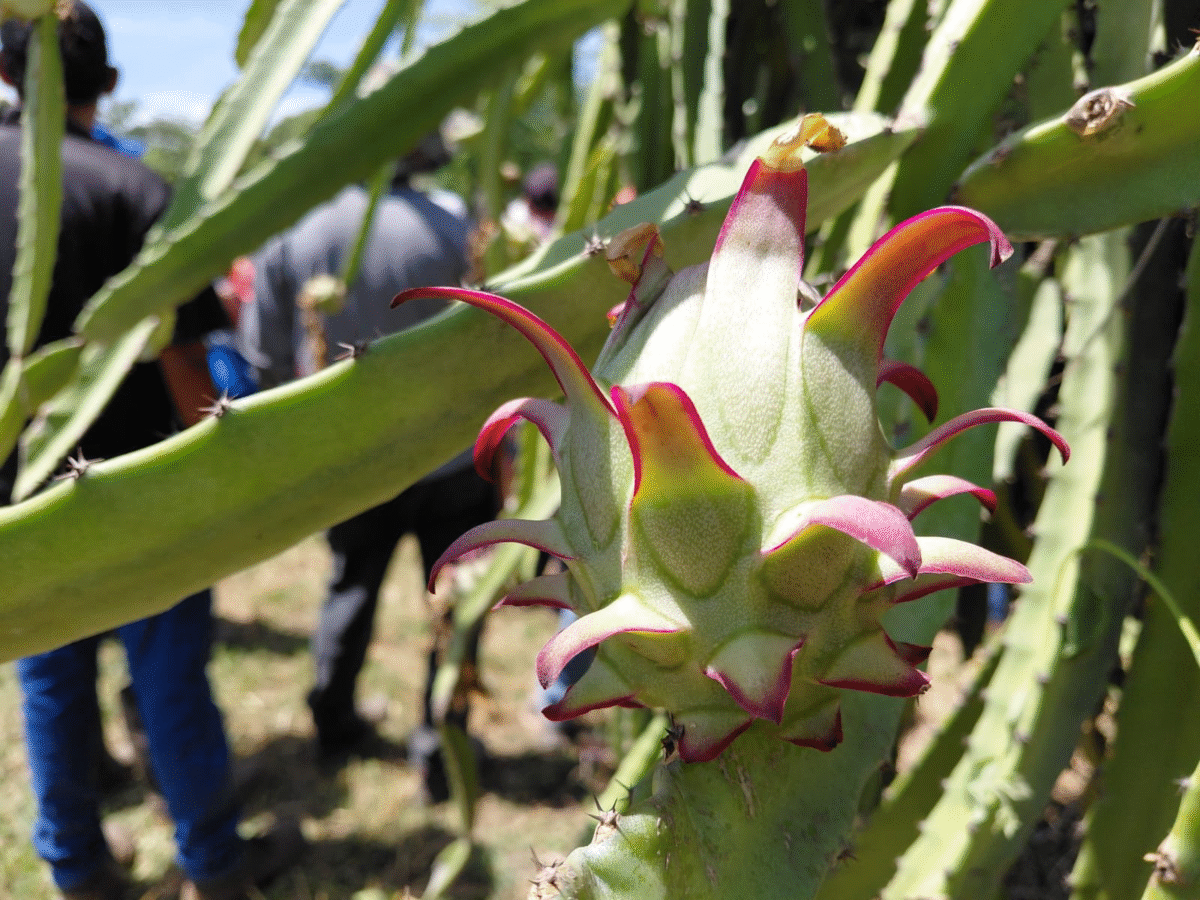 Fruto de pitaya en planta de cacto