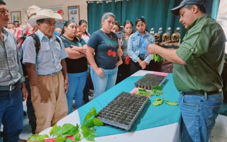 Innovación en Café: Técnicas para Aumentar Producción