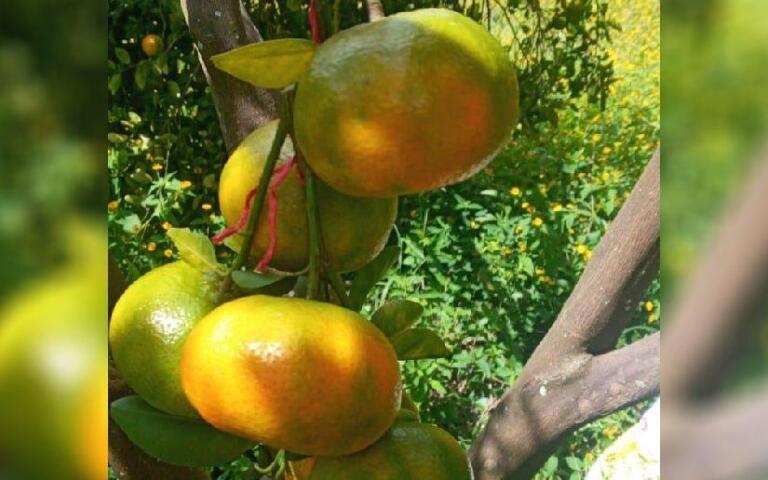 Frutos de mandarina en un árbol frutal.