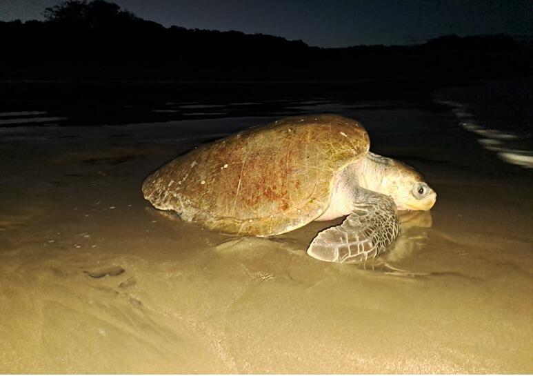 Protegemos las Tortugas Marinas en Carazo
