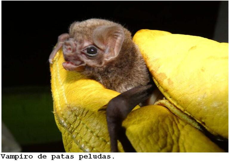 Monitoreo nocturno en Pilas-El Hoyo: biodiversidad revelada