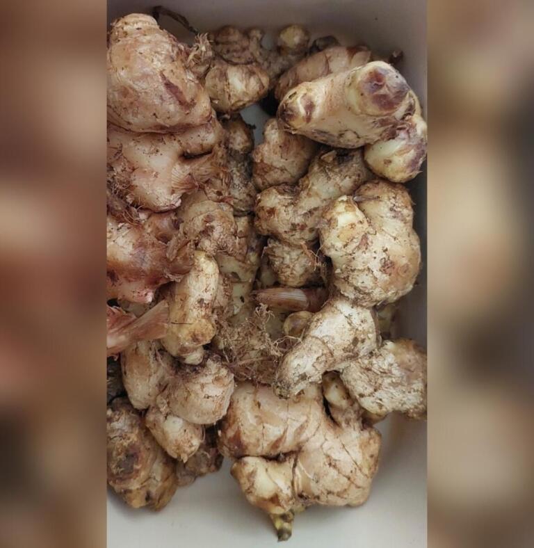 Raíz de jengibre fresca y terrosa