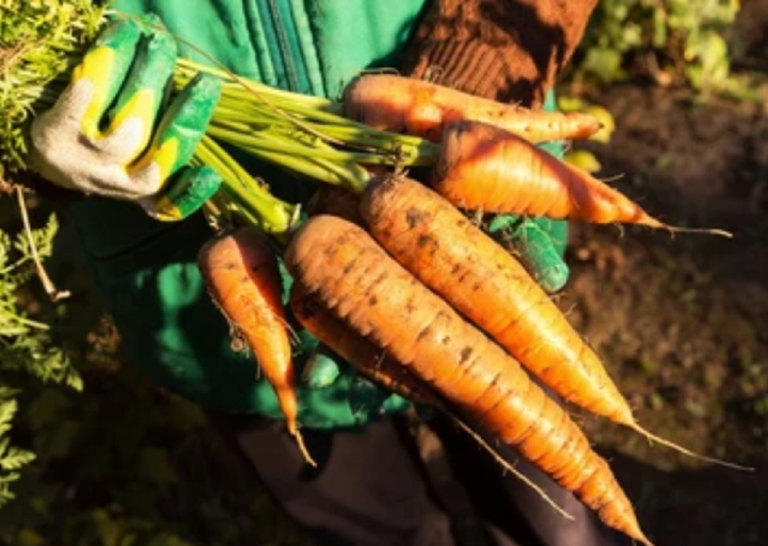 ¿Disfunción eréctil? Este vegetal podría tener culpa