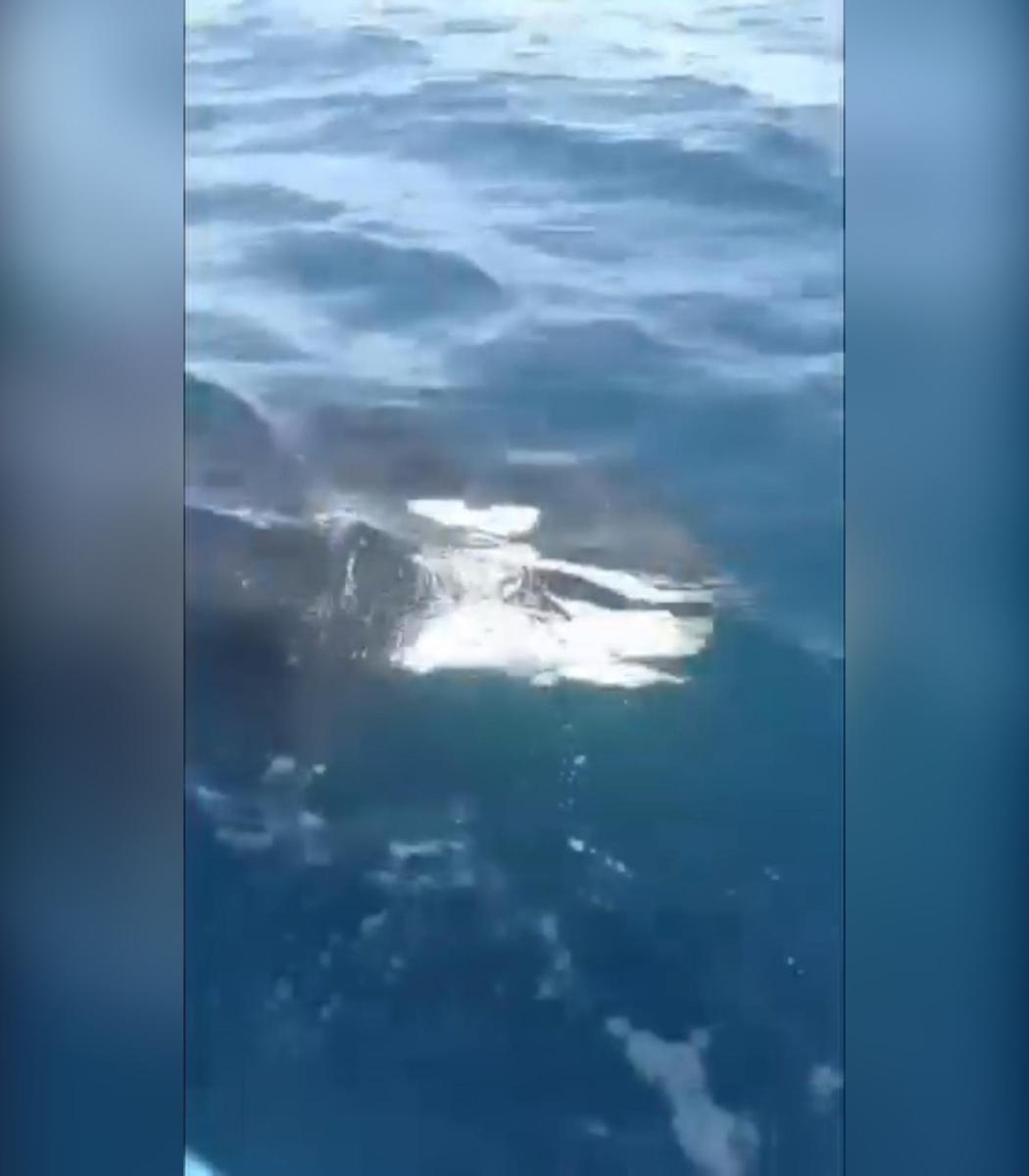 Bebé orca sorprende a pescadores en Padre Ramos