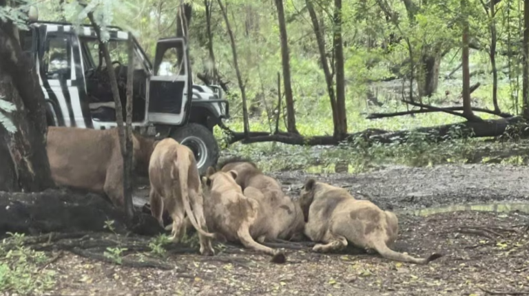 Un cuidador de zoológico fue devorado por una manada de leones en Tailandia